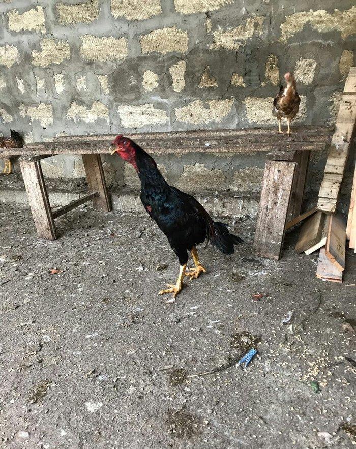 Tecili satilir ! ! ! Heyrati 1 yas 2 ayligdi. Fikri  ciddi olan sexse