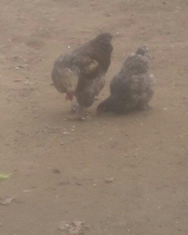 Brama xoruz toyuq ikisi bir yerde 130manata bir yaw 6ayliqdilar xaiw o