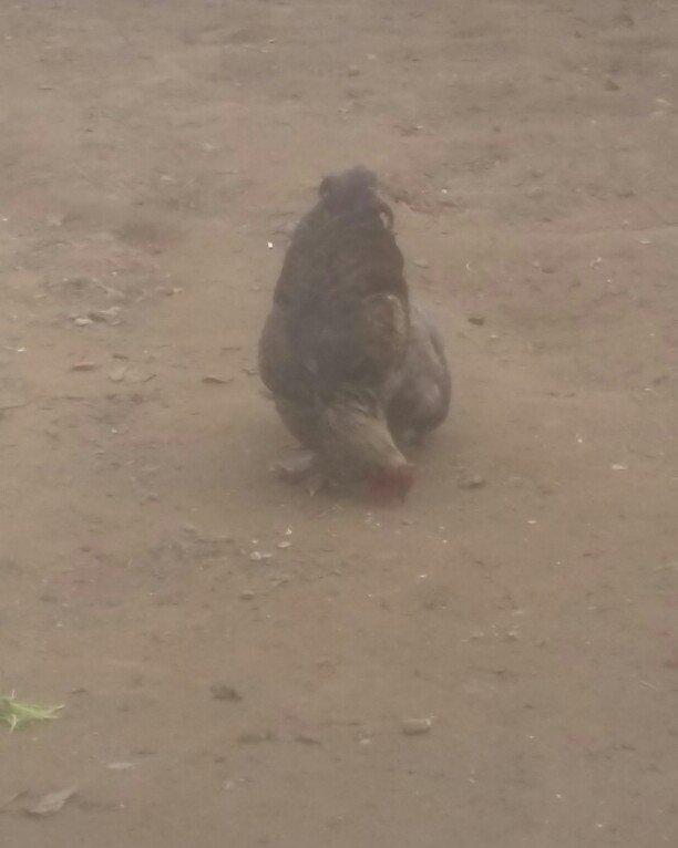 Brama xoruz toyuq ikisi bir yerde 130manata bir yaw 6ayliqdilar xaiw o