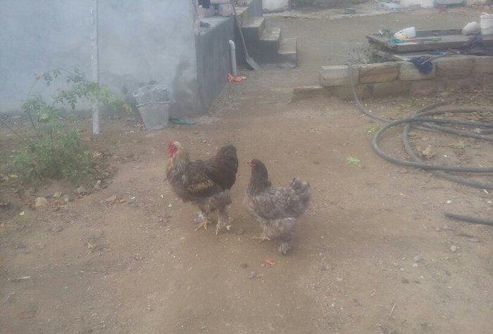 Brama xoruz toyuq ikisi bir yerde 130manata bir yaw 6ayliqdilar xaiw o