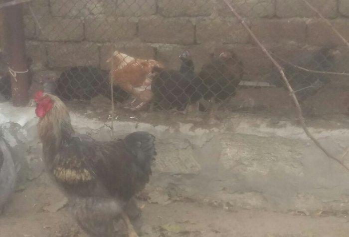 Brama xoruz toyuq ikisi bir yerde 130manata bir yaw 6ayliqdilar xaiw o