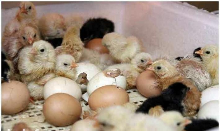 Russiya inkubator Nesuska 104/50 yumurta.  Новые Инкубаторы из России