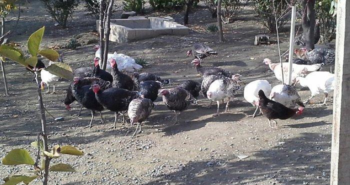 hindusqa satiram hamsini bir yerden isteyen olsa 30 azn .iyne dernanla