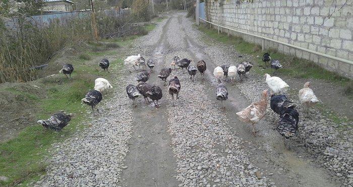 hindusqa satiram hamsini bir yerden isteyen olsa 30 azn .iyne dernanla