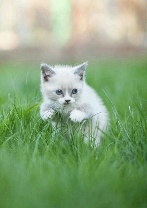 kim belə pulsuz siam pişiyi verirsə zəhmət olmasa bu nömrəyə zəng etsi