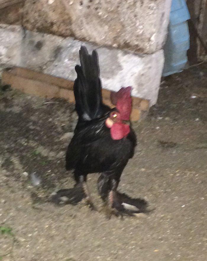 Salam bir cut yaponka  satilir. Qara rengde. Iki illikdi. Whatsapla vi