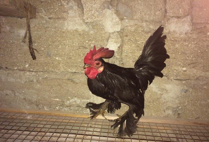 Salam bir cut yaponka  satilir. Qara rengde. Iki illikdi. Whatsapla vi