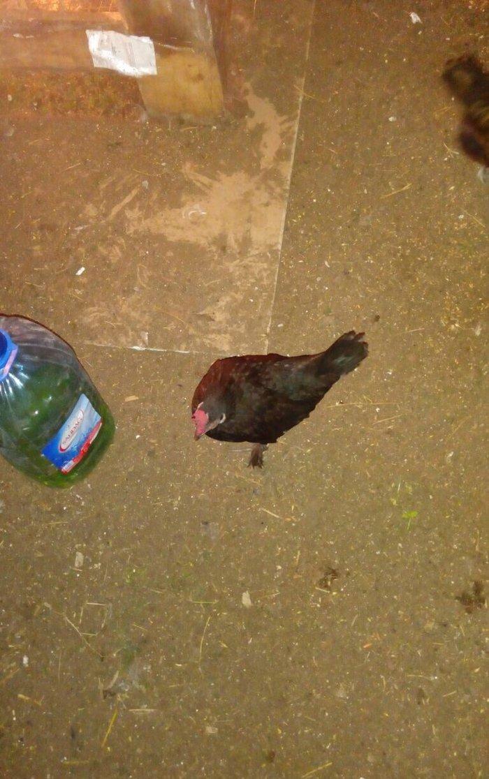 Salam bir cut yaponka  satilir. Qara rengde. Iki illikdi. Whatsapla vi