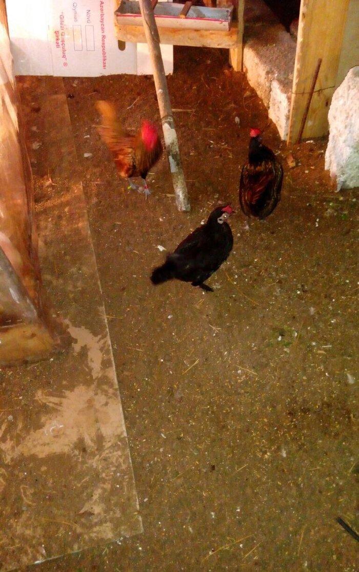 Salam bir cut yaponka  satilir. Qara rengde. Iki illikdi. Whatsapla vi