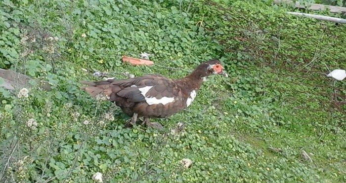 qırmız lal ördek di cins diş di birdenedir 30 manata satılır