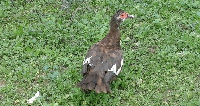 qırmız lal ördek di cins diş di birdenedir 30 manata satılır