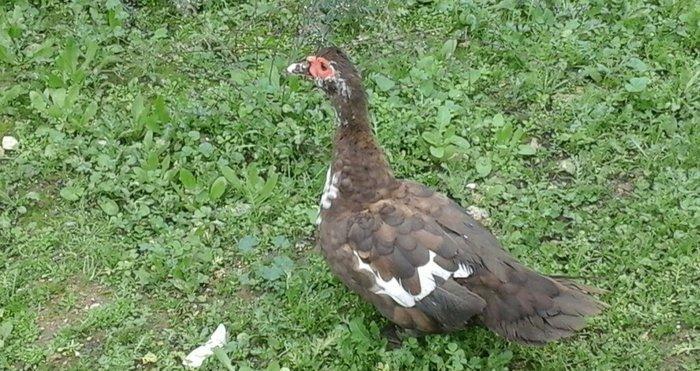 qırmız lal ördek di cins diş di birdenedir 30 manata satılır