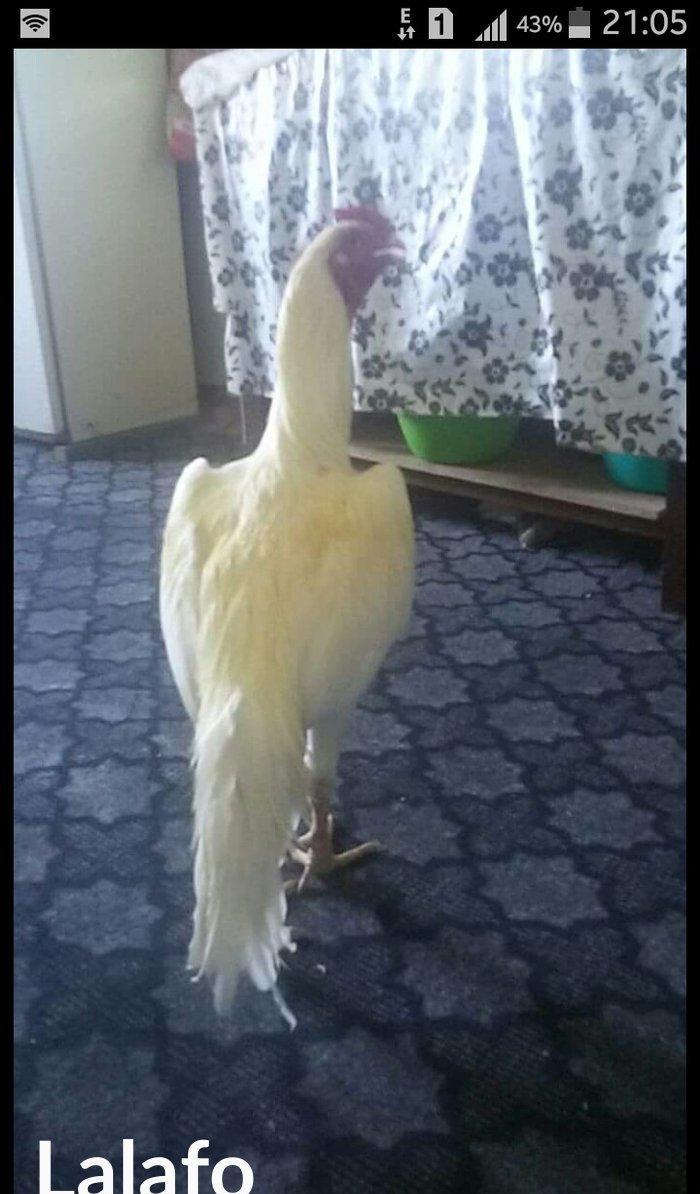 heyratı xoruz 1 yaşı var cinsi patel çəkisi 4 .300 kilo