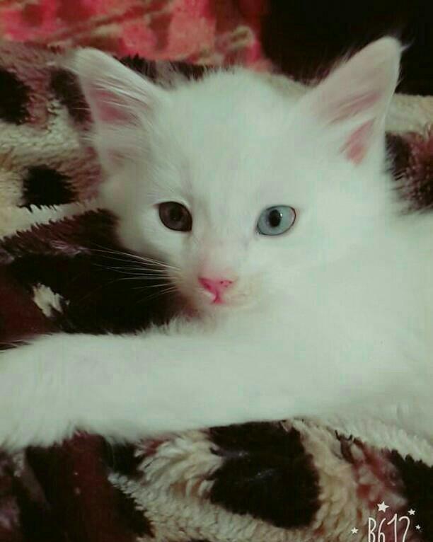 Турецкая ангора 2 года повязана даёт отличных белых котят рожать