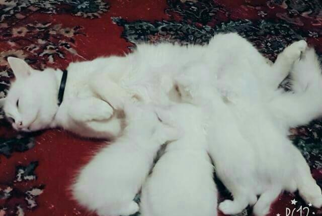 Турецкая ангора 2 года повязана даёт отличных белых котят рожать