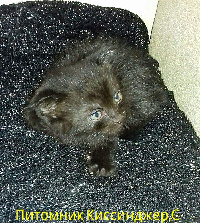 Шотландские котята 1 месяц все мальчики двое вислоушки один прямоушка