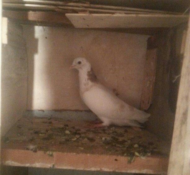 boynu gullu balalar satilir 2 si 10 azn satiram biri boz quyruqdu