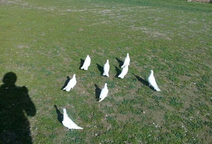 hamsi enni quyruqlardi .hamsi 150 manat . tek tek heresinin oz qiymeti