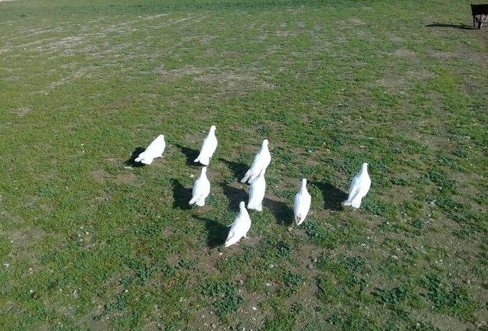 hamsi enni quyruqlardi .hamsi 150 manat . tek tek heresinin oz qiymeti