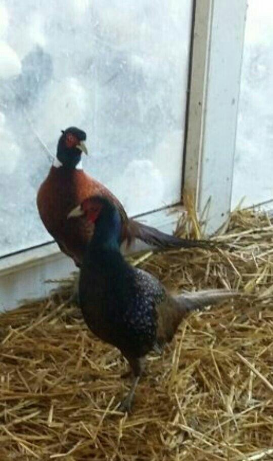 qafqaz qirqovullari 1 ri 20m cutu 40m tam saqlamdilar fikri ciddi olan