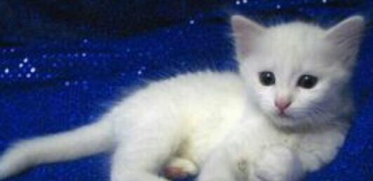 diwidir. 1 ayliq. cox oynagan ve wirindir. her wey yeyir. quma oyredil