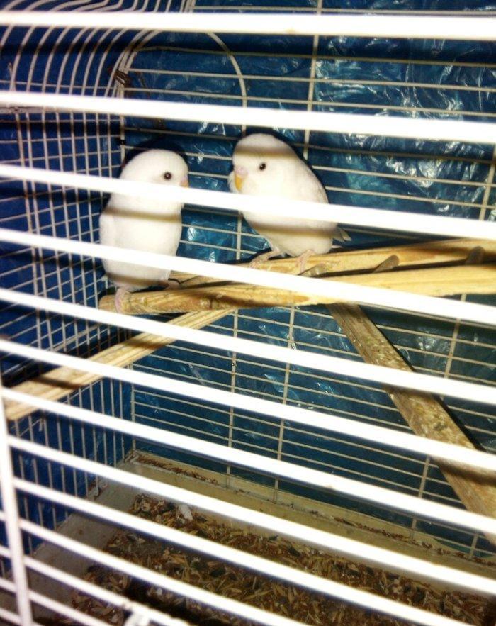 Ag qara gozler satilir 6 aylugdilar saglamdilar real alici wapchata ya