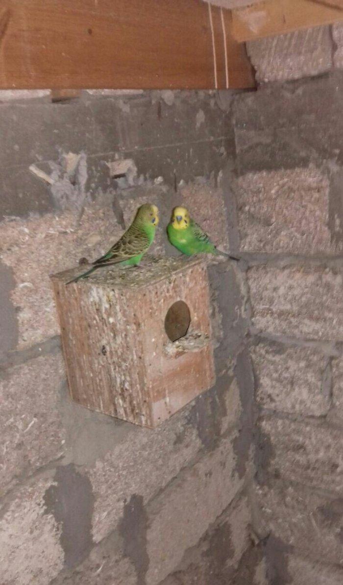 satıram nağd papuqaylardı bır defe bala almısam Hec bır prablemlerı yo