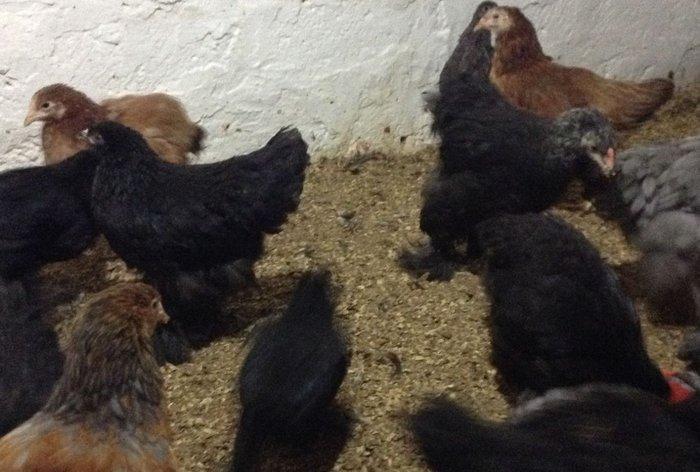 Brama toyuqlari 2 ay 20 gunlukdur. saglamdirlar. 60 ədədə yaxin var