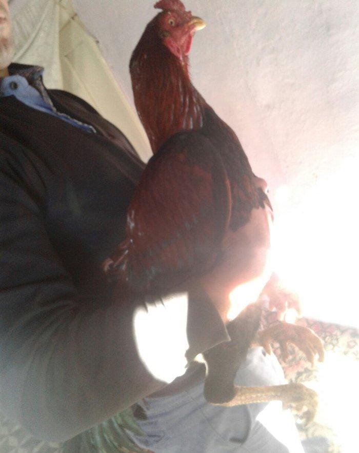 salam bir il 6 ayliqdi doyuwu superdi meydanliq heyvandi liboy heyvana