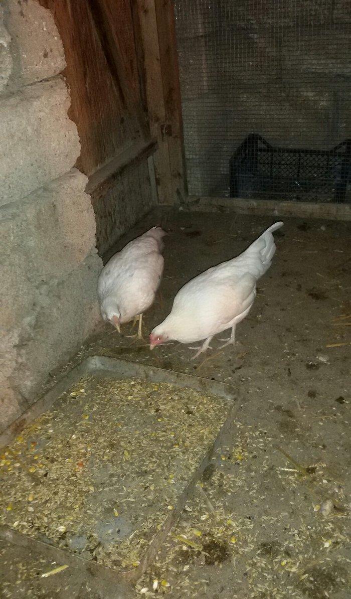 2 ədəd ağ yaponka(yakaxoma) satılır 6 aylığdılar tam sağlamdılar az ra