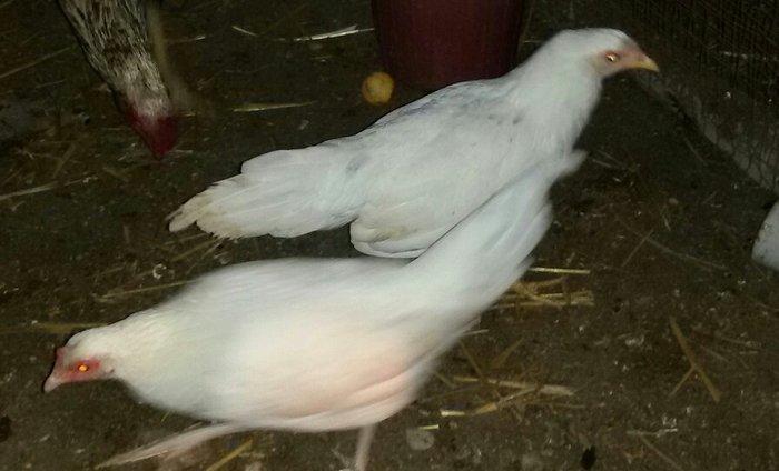 2 ədəd ağ yaponka(yakaxoma) satılır 6 aylığdılar tam sağlamdılar az ra