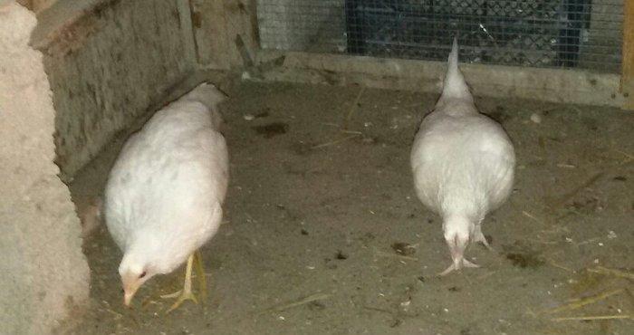 2 ədəd ağ yaponka(yakaxoma) satılır 6 aylığdılar tam sağlamdılar az ra