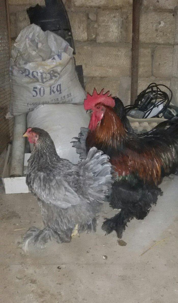 1 yaş yarım kokinxod xoruzu 2 gərəsi hazır damazlıq heyvanlardır tam s