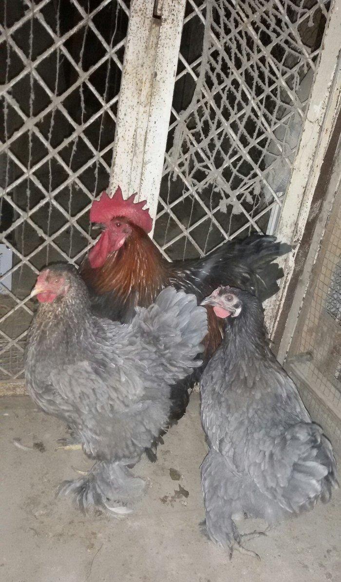 1 yaş yarım kokinxod xoruzu 2 gərəsi hazır damazlıq heyvanlardır tam s