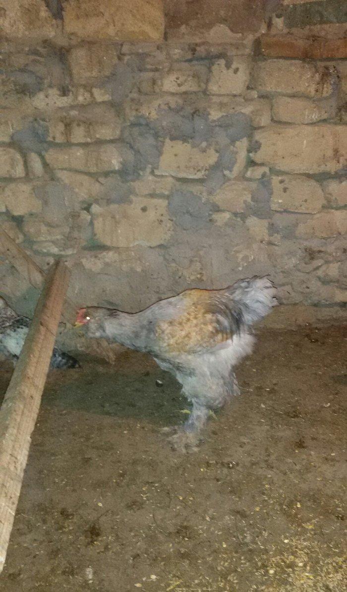 6 aylığ brama xoruzu tam sağlamdı bütün vaksinləri olunub qiyməti 100