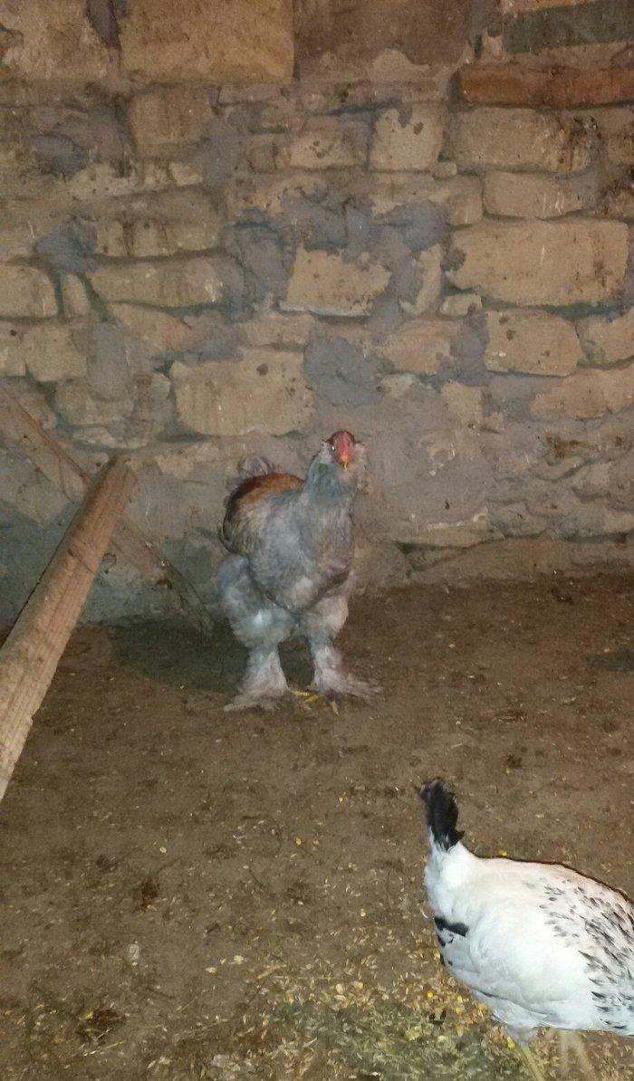 6 aylığ brama xoruzu tam sağlamdı bütün vaksinləri olunub qiyməti 100