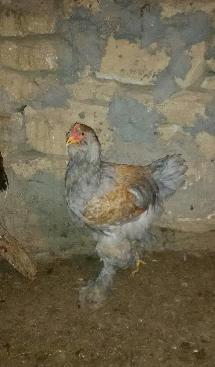 6 aylığ brama xoruzu tam sağlamdı bütün vaksinləri olunub qiyməti 100