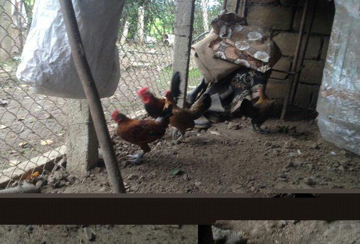 Yaponka cutu 30 manat hal hazirda yumurtlayir elaqe  ucun whatsap 0516