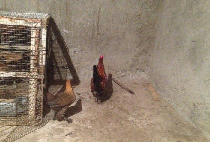 Yaponka cutu 30 manat hal hazirda yumurtlayir elaqe  ucun whatsap 0516