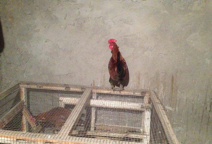 Yaponka cutu 30 manat hal hazirda yumurtlayir elaqe  ucun whatsap 0516