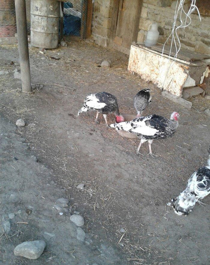 hay bird jinsi hündüşga Amerikada cölde meşeliyde yaşayan jinsdi 1 il