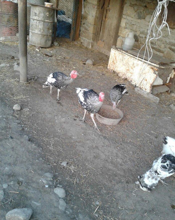 hay bird jinsi hündüşga Amerikada cölde meşeliyde yaşayan jinsdi 1 il