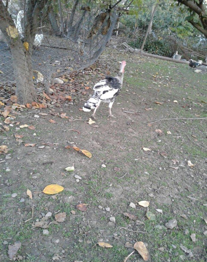 hay bird jinsi hündüşga Amerikada cölde meşeliyde yaşayan jinsdi 1 il