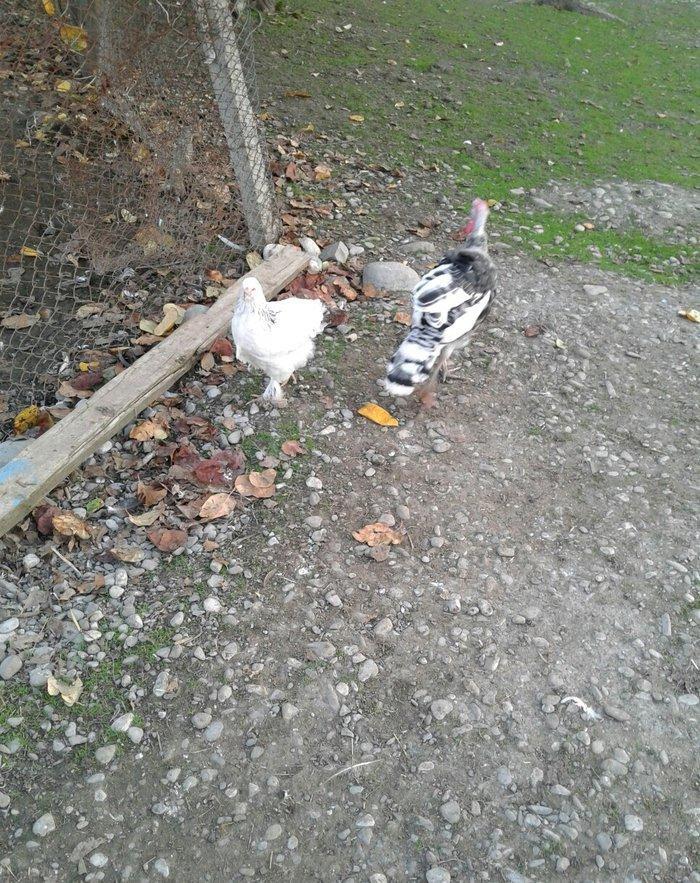 hay bird jinsi hündüşga Amerikada cölde meşeliyde yaşayan jinsdi 1 il