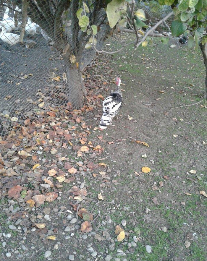 hay bird jinsi hündüşga Amerikada cölde meşeliyde yaşayan jinsdi 1 il