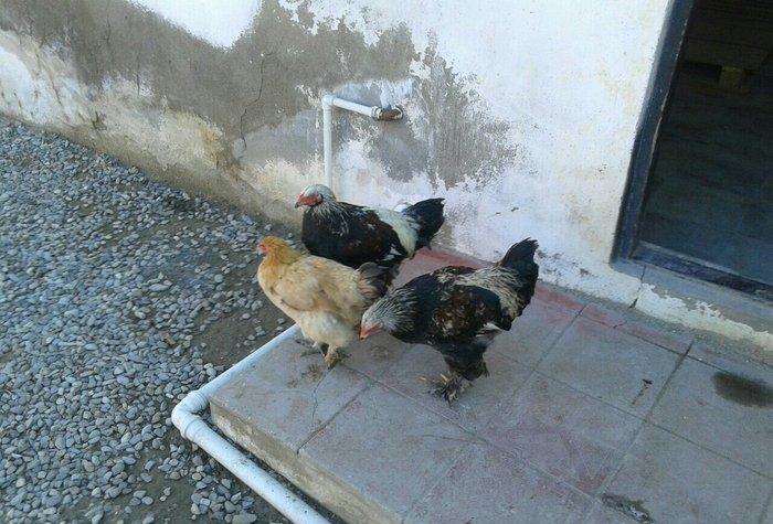 satıram bramalar ıkı xoruz bırı feredı Hec bır prablemlerı yoxdu vaksı