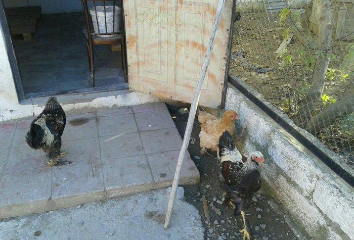 satıram bramalar ıkı xoruz bırı feredı Hec bır prablemlerı yoxdu vaksı