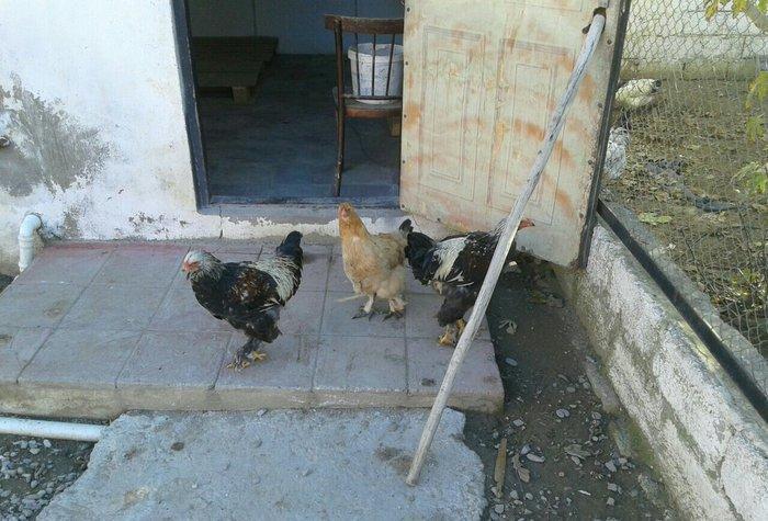 satıram bramalar ıkı xoruz bırı feredı Hec bır prablemlerı yoxdu vaksı