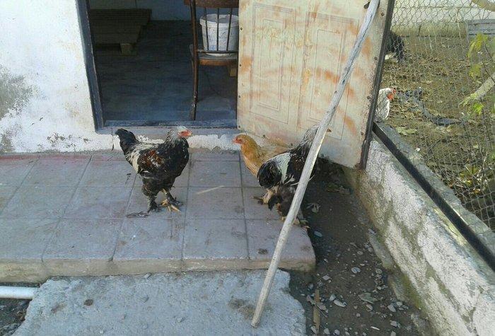 satıram bramalar ıkı xoruz bırı feredı Hec bır prablemlerı yoxdu vaksı