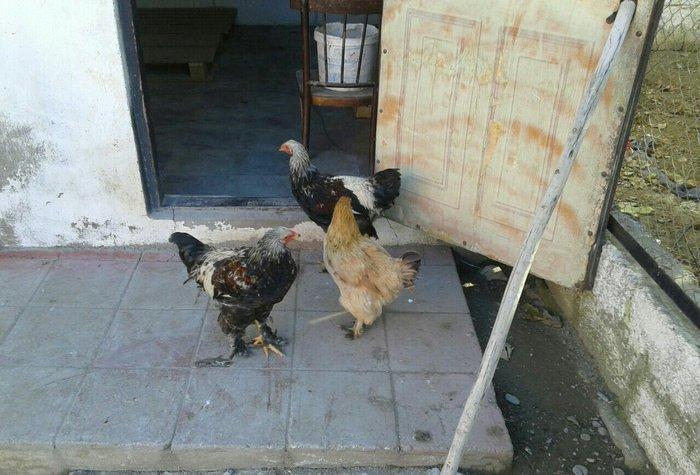 satıram bramalar ıkı xoruz bırı feredı Hec bır prablemlerı yoxdu vaksı